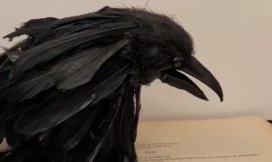 Black animatronic crow head with open beak and layered feathers against a plain background
